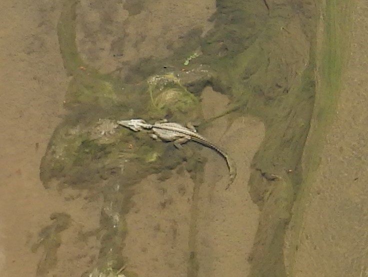 A recent survey of the Kruger Parks rivers observed some severely emaciated crocodiles seen between western boundary and high-water bridge in Olifants River (Photo: Danie Pienaar)